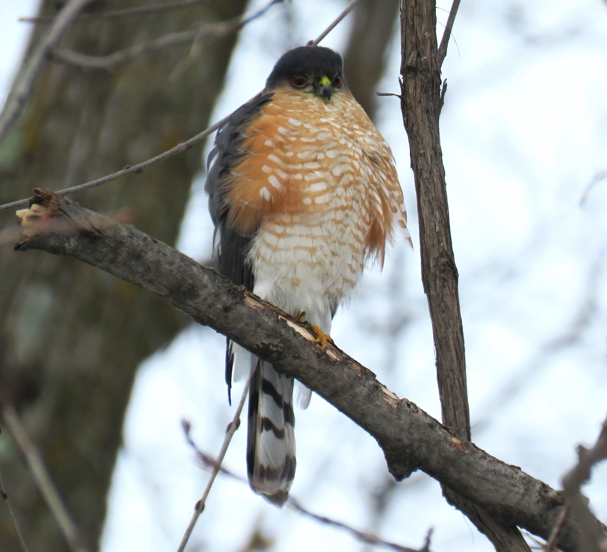Sharp-shinned Hawk - ML629381216