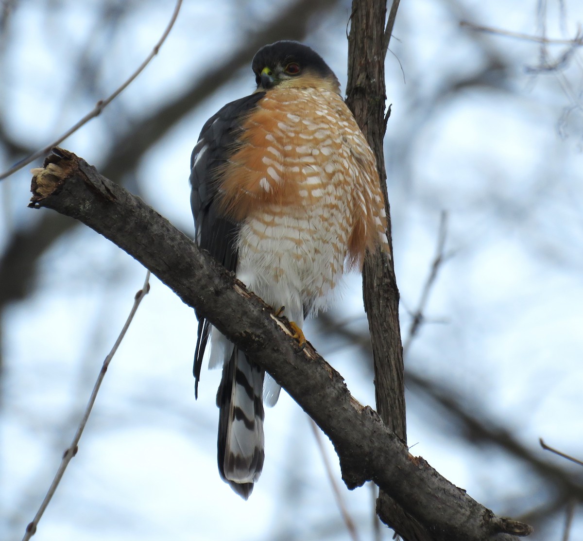 Sharp-shinned Hawk - ML629381251
