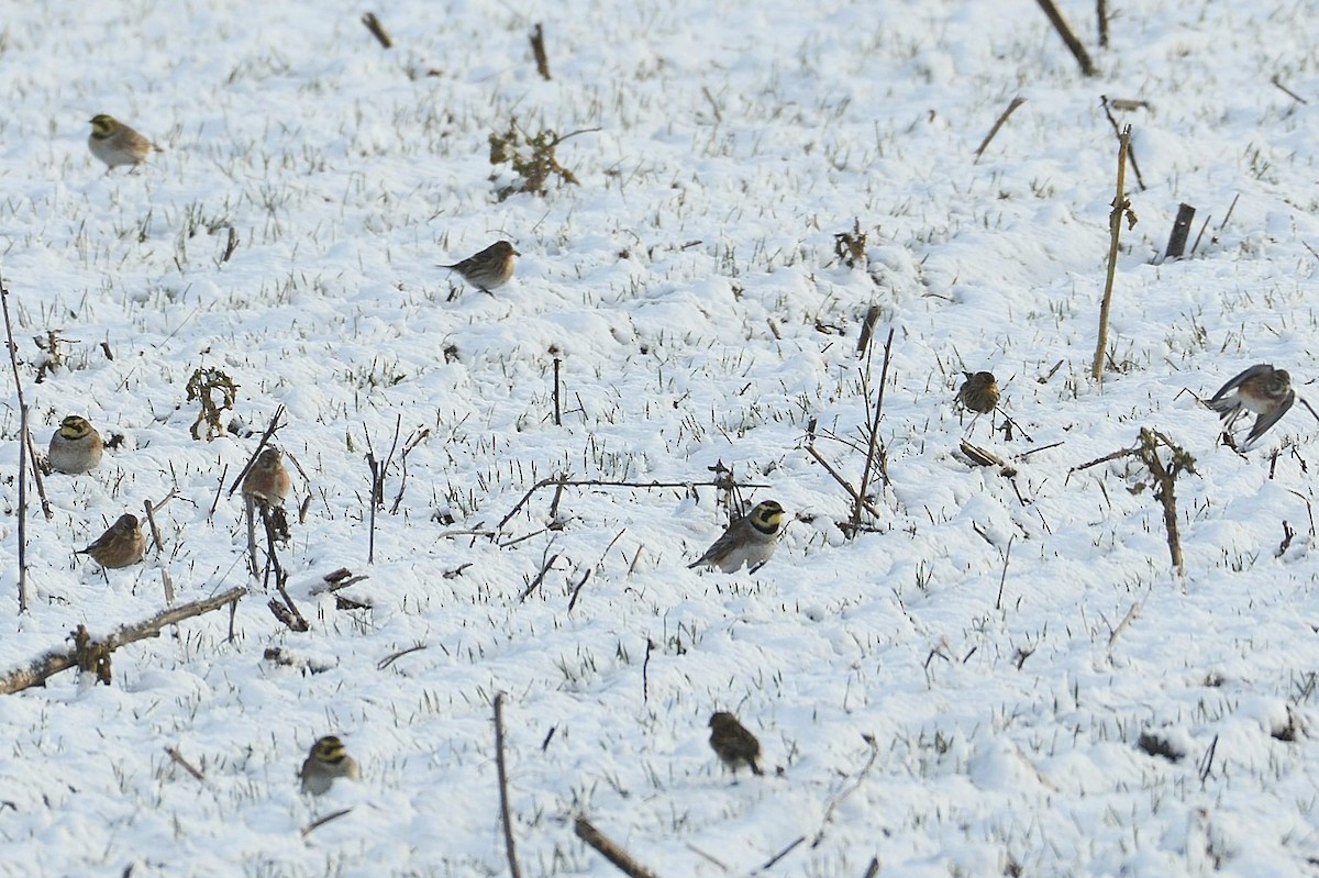 Horned Lark - ML629381602