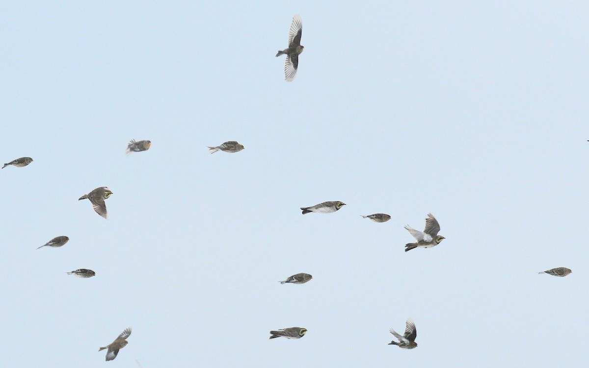 Horned Lark - ML629381611