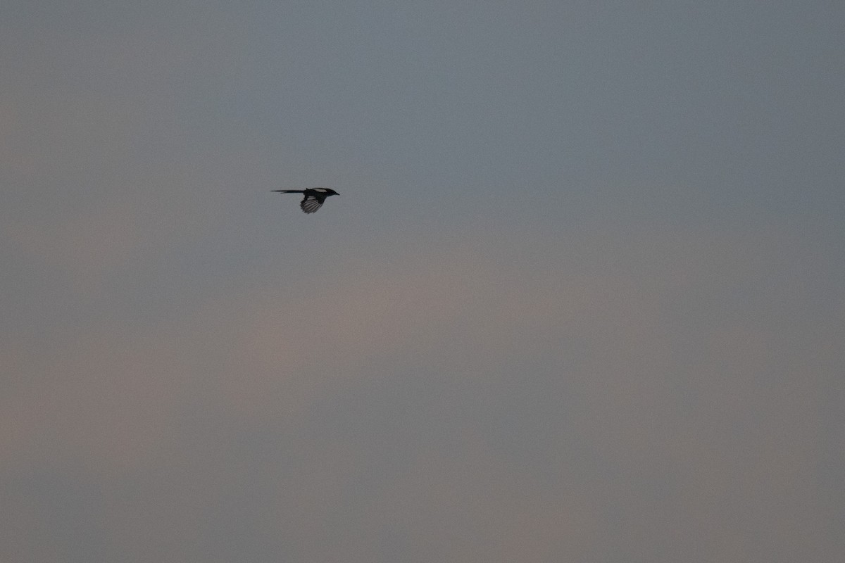 Black-billed Magpie - ML629381848