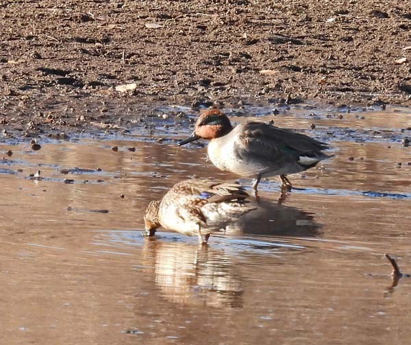 Ногоохон нугас - ML629381860