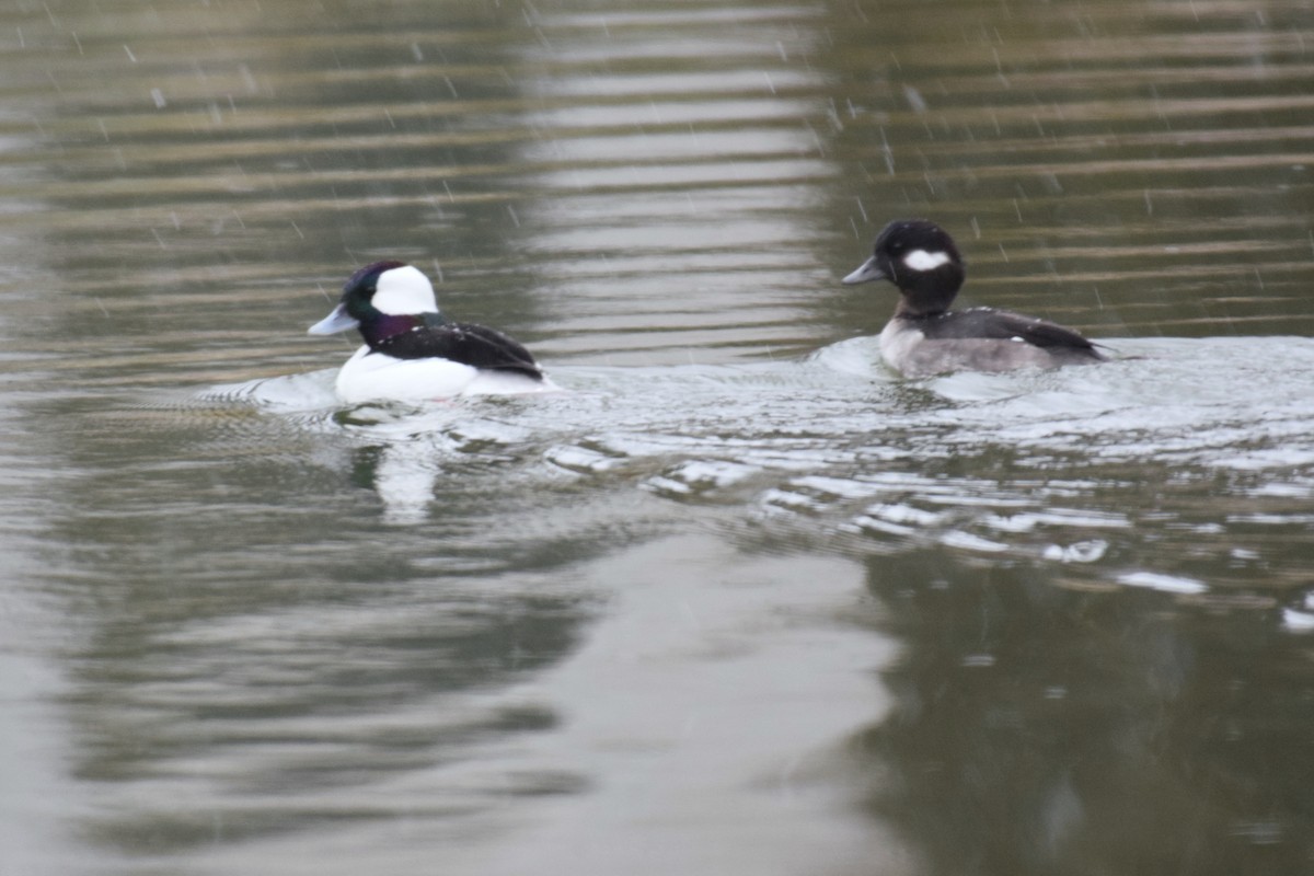 Bufflehead - ML629382001