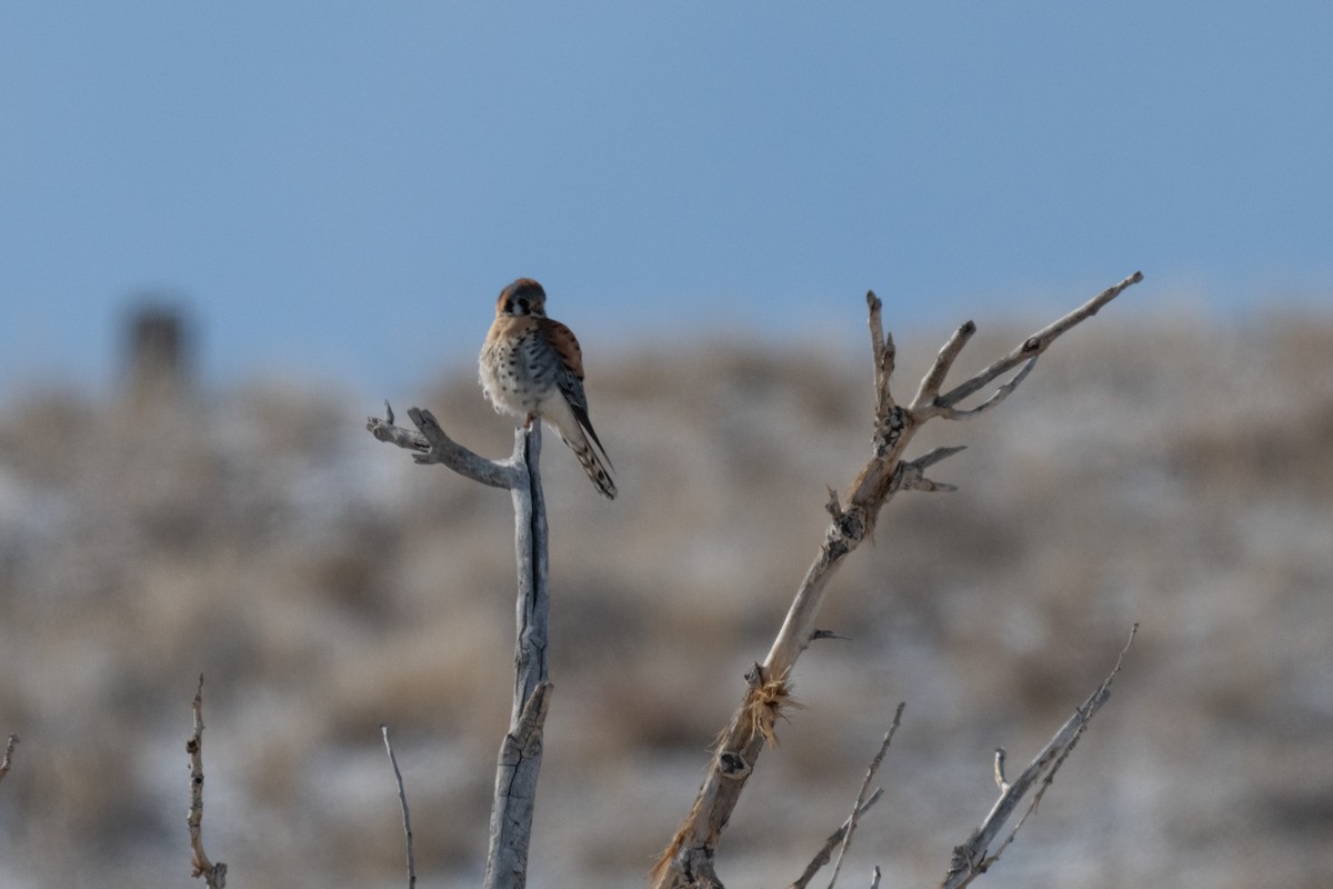 American Kestrel - ML629382248
