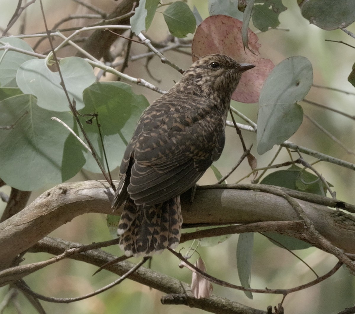 Sahul Brush Cuckoo - ML629382299