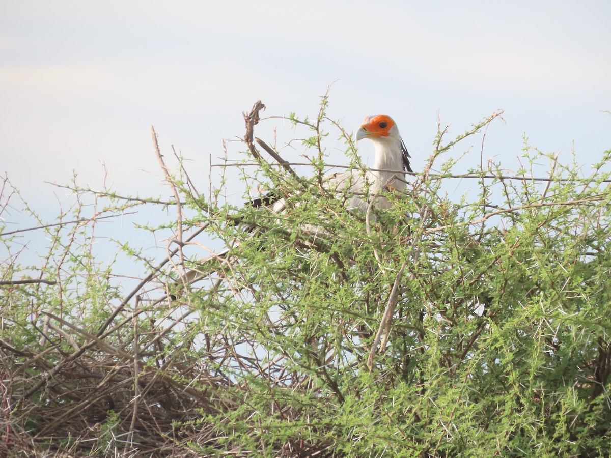 Secretarybird - ML629382426
