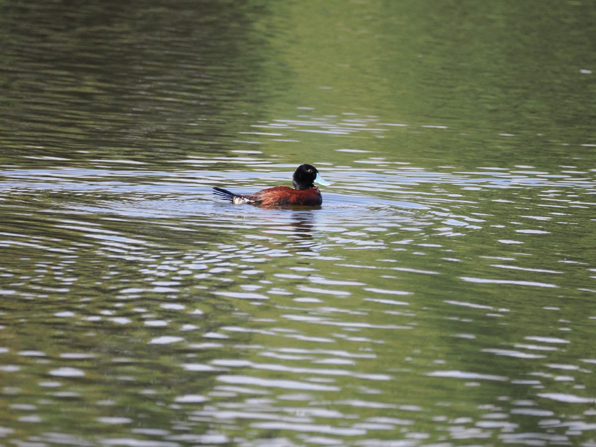 Érismature australe - ML629382658