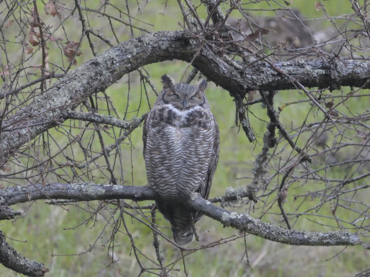 Great Horned Owl - ML629382659