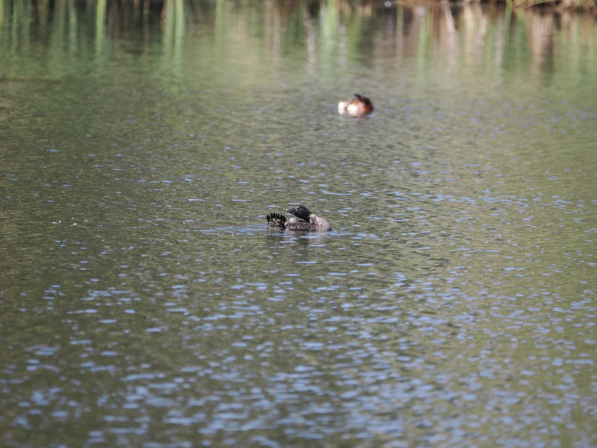 Érismature à barbillons - ML629382728