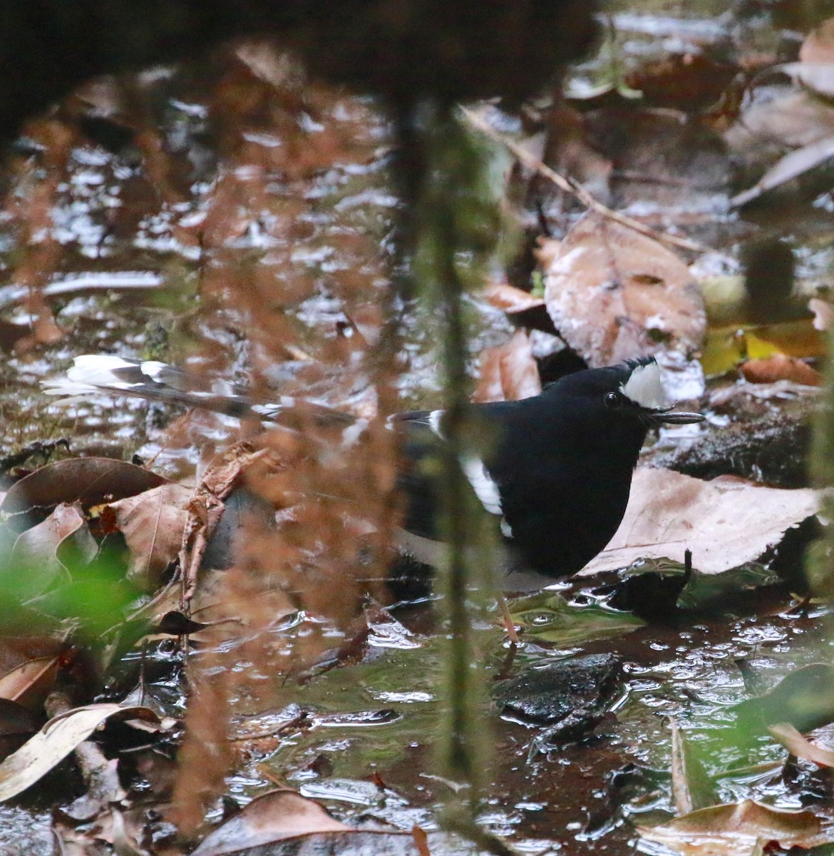 White-crowned Forktail (Northern) - ML629383094