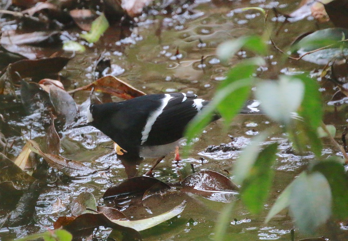 White-crowned Forktail (Northern) - ML629383101