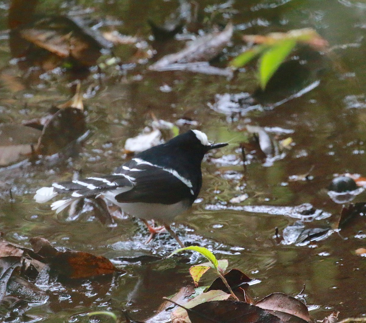 White-crowned Forktail (Northern) - ML629383103