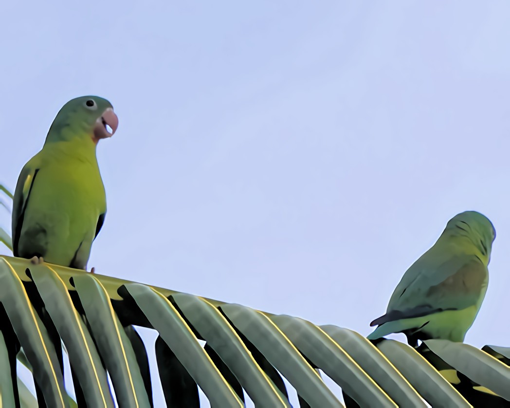 Orange-chinned Parakeet - ML629383254