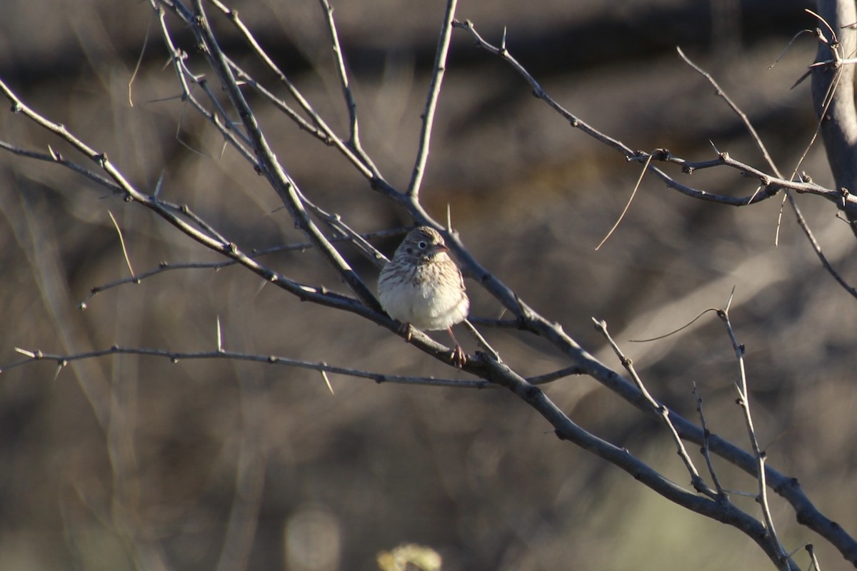 Vesper Sparrow - ML629383968