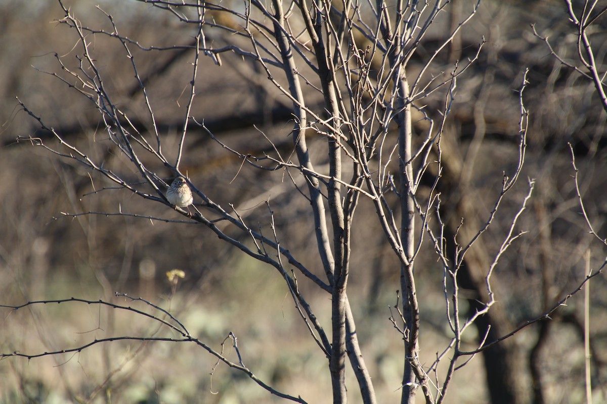 Vesper Sparrow - ML629383969