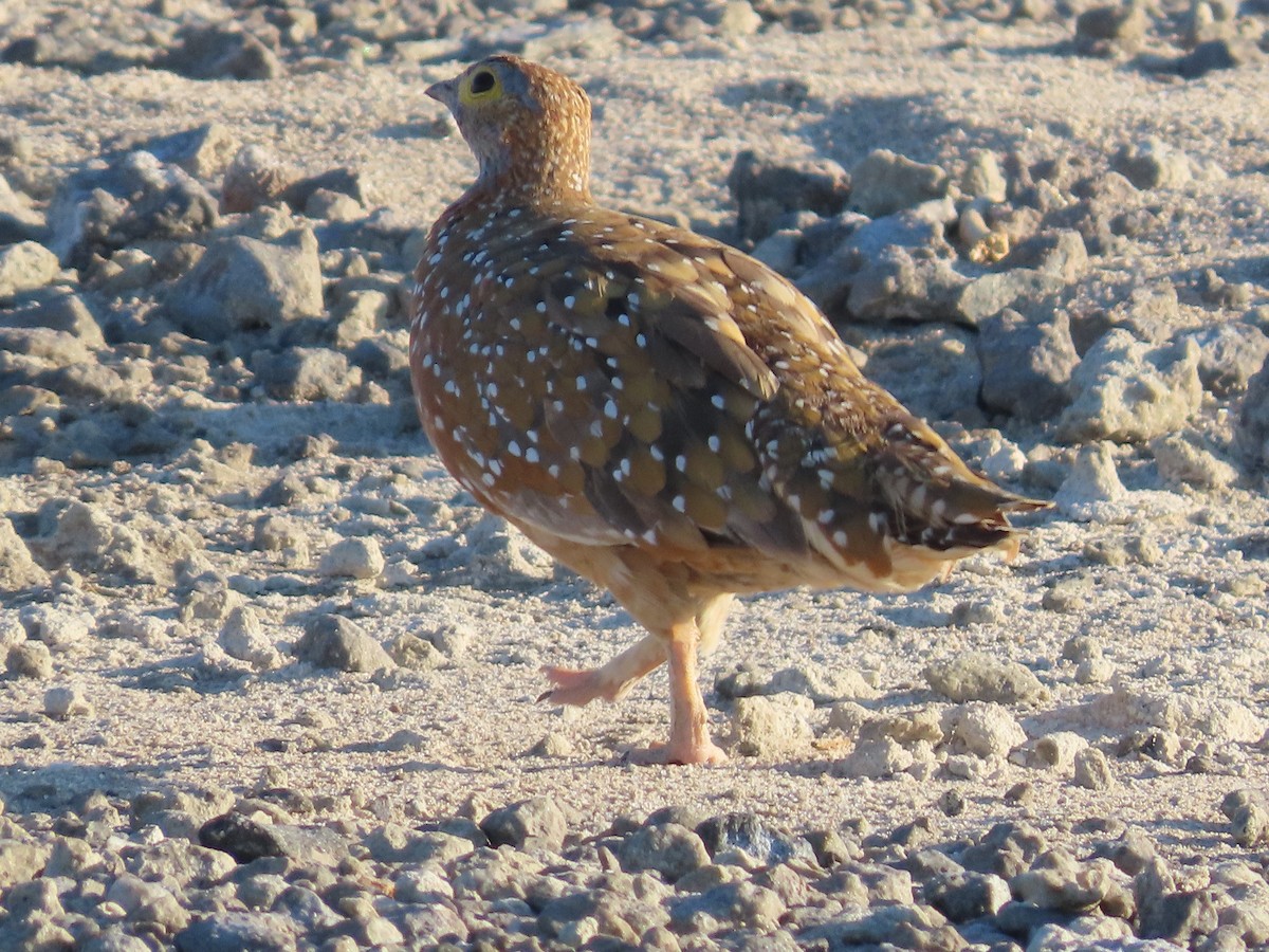 Burchell's Sandgrouse - ML629384180