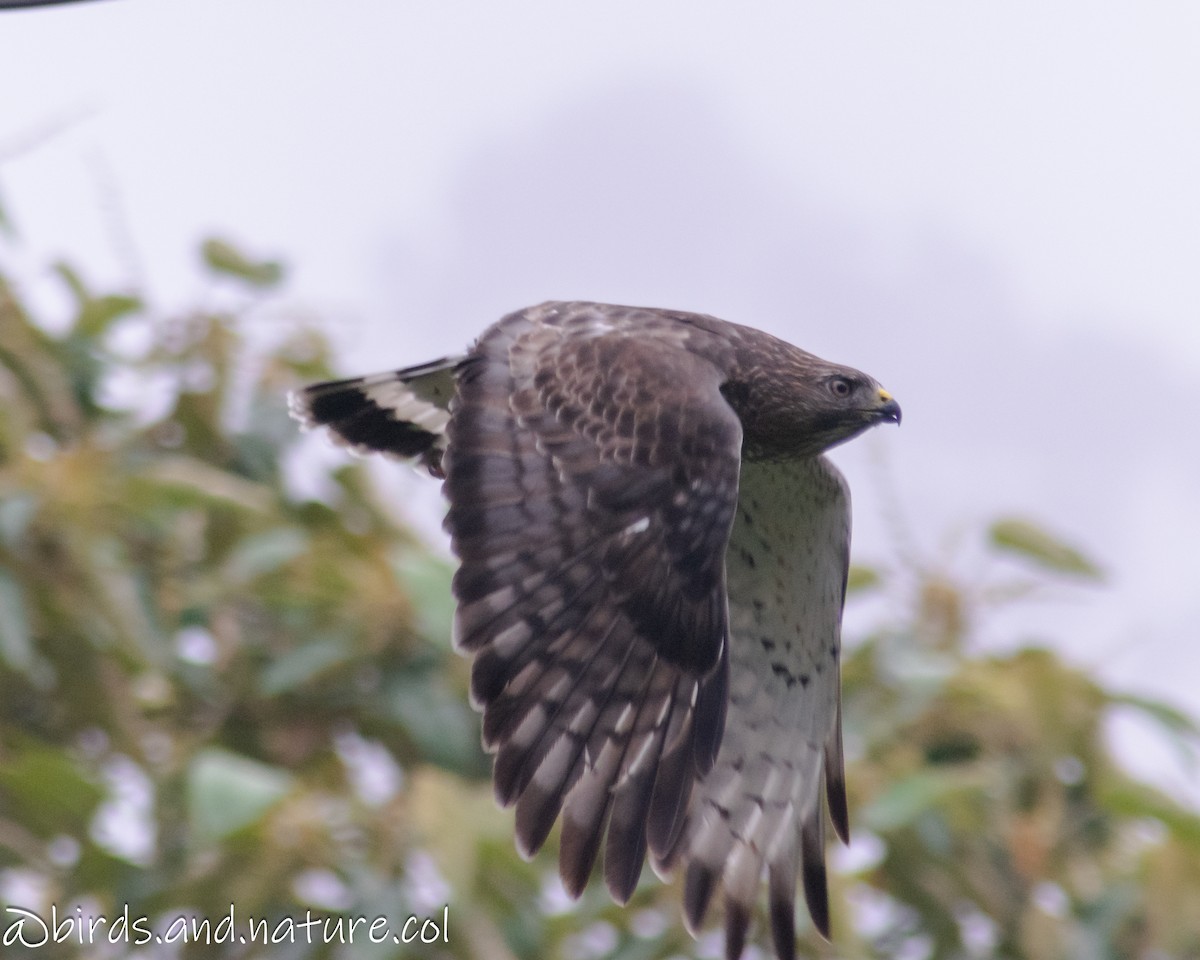 Broad-winged Hawk - ML629384195