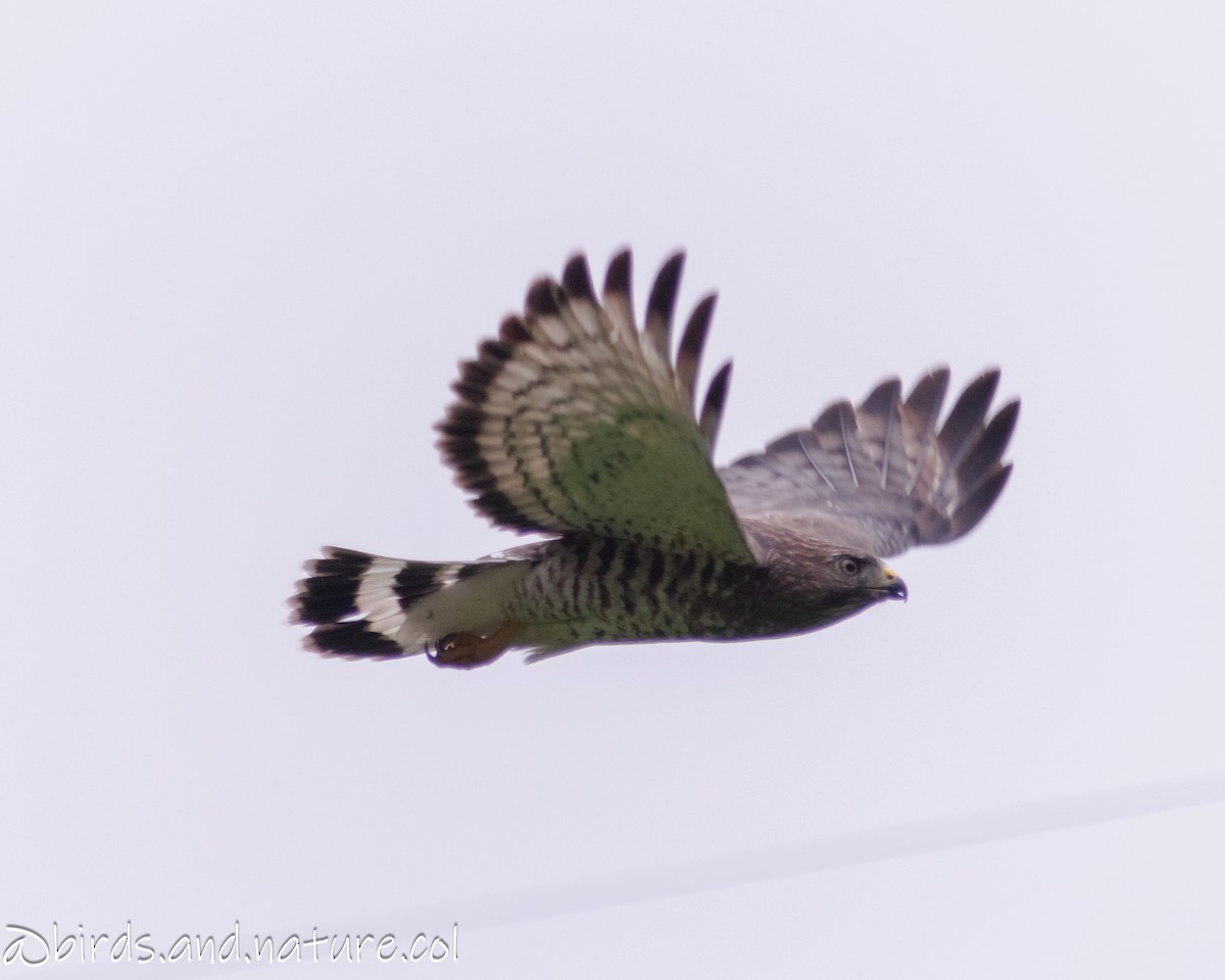 Broad-winged Hawk - ML629384196