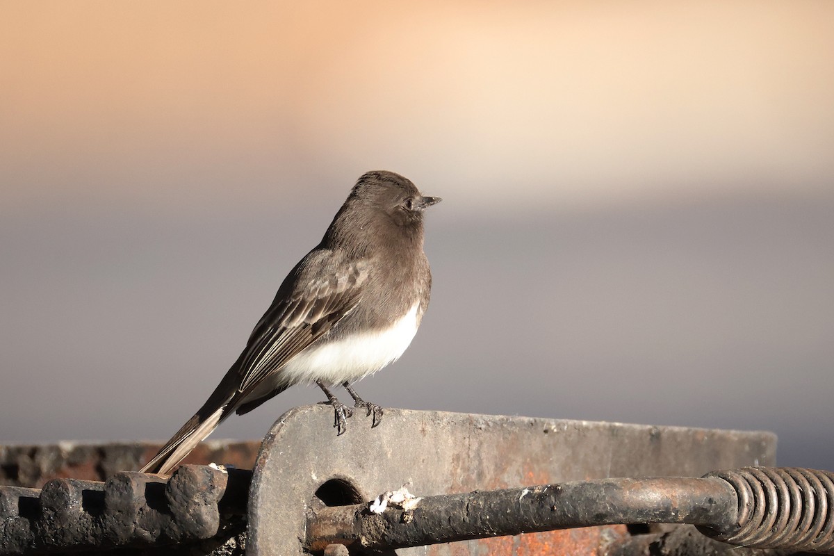 Black Phoebe - ML629384926