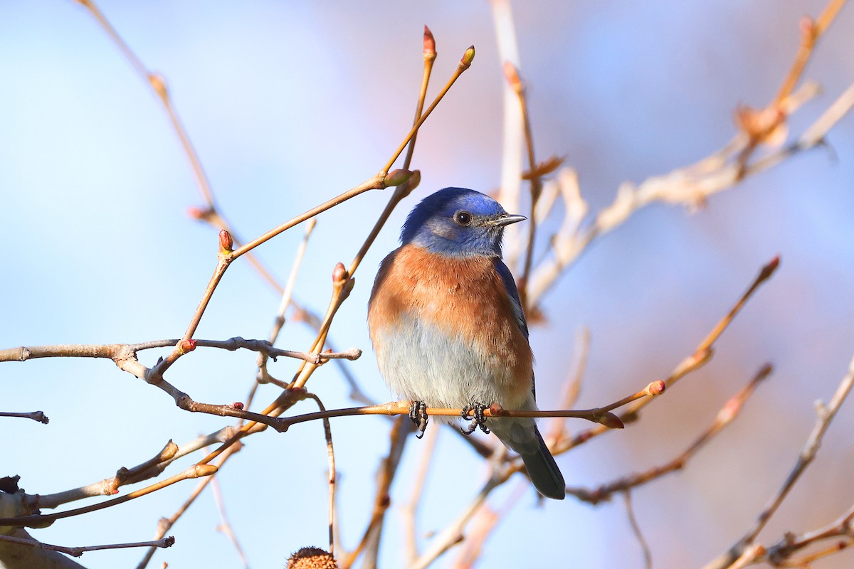 Western Bluebird - ML629384933