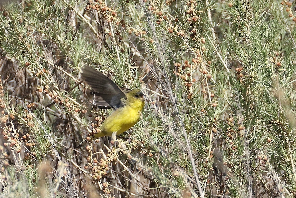 Lesser Goldfinch - ML629384939