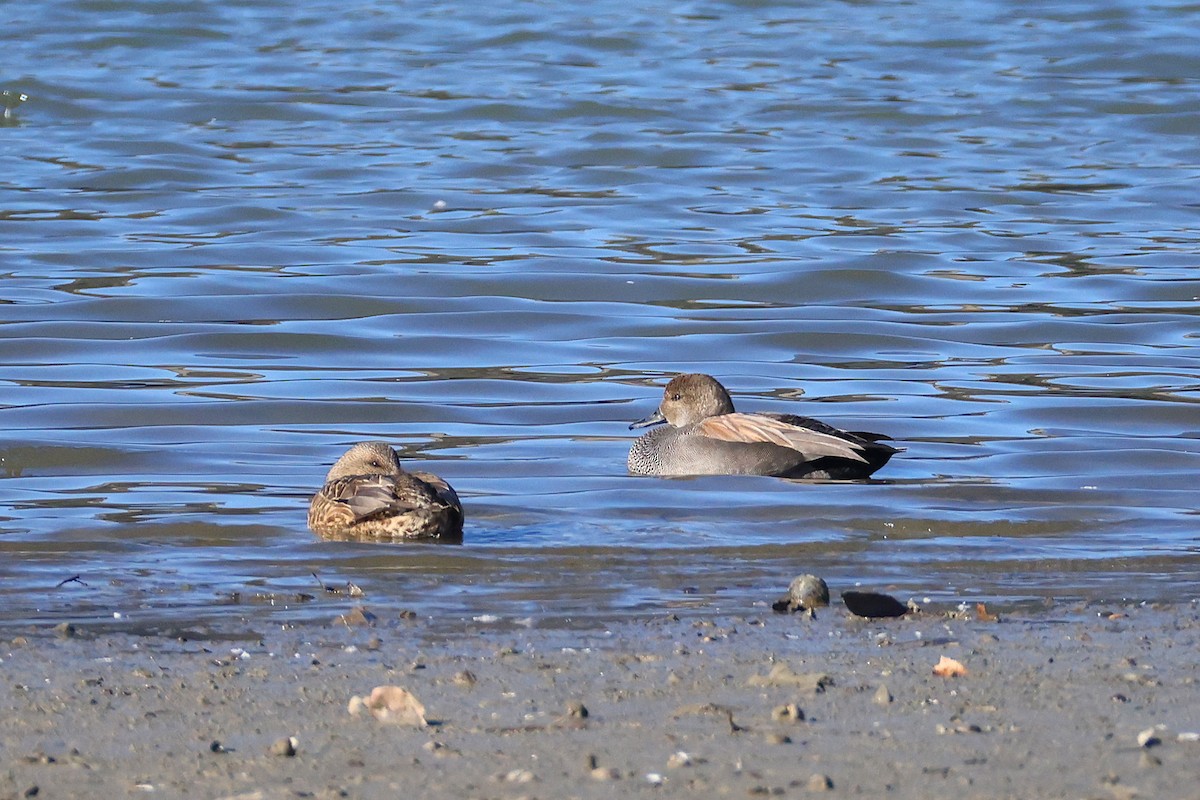 Gadwall - ML629385020