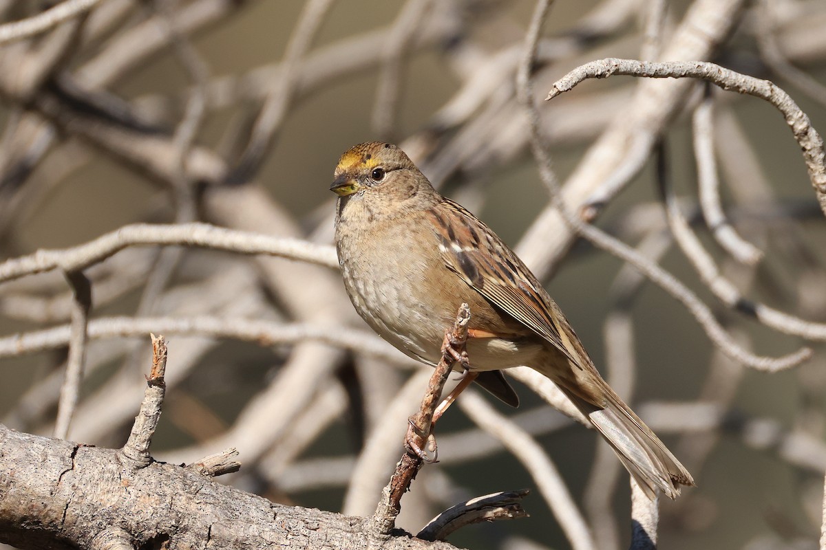 Golden-crowned Sparrow - ML629385034
