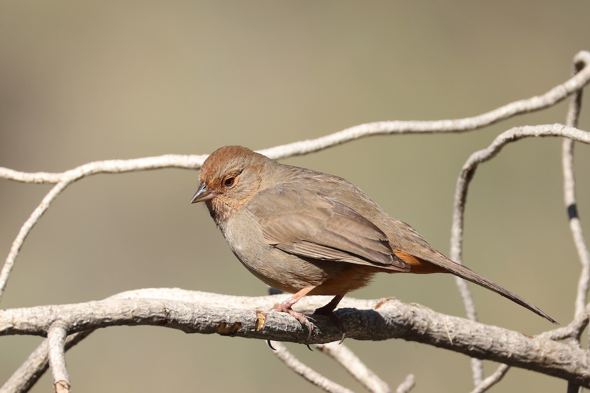 California Towhee - ML629385041