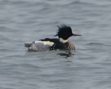 Сэвгэр бохио - ML629385154