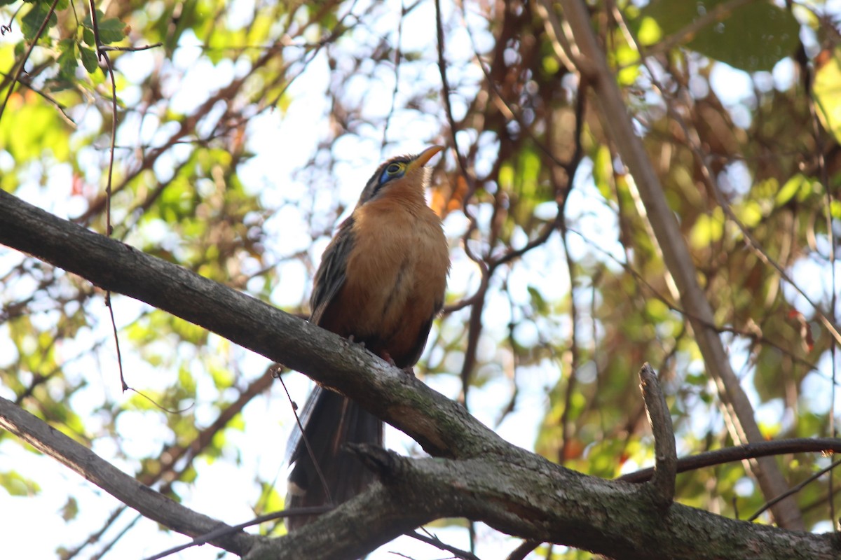 Lesser Ground-Cuckoo - ML629385185