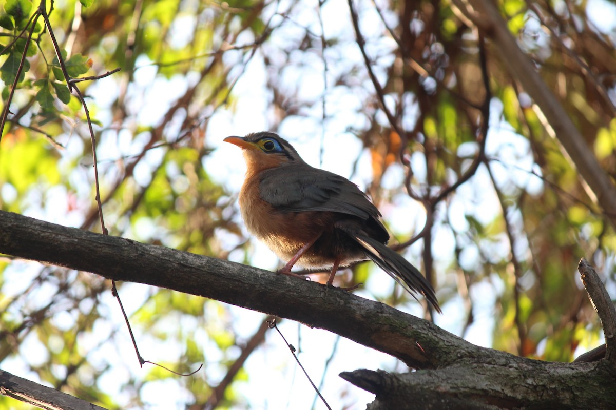 Lesser Ground-Cuckoo - ML629385187