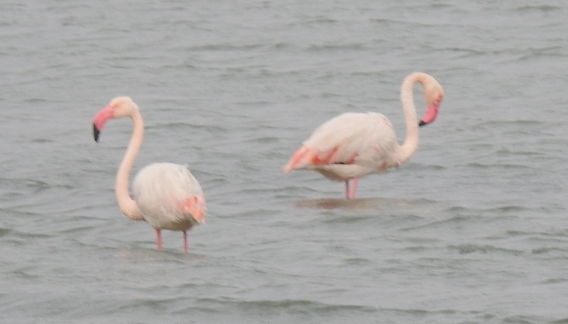Greater Flamingo - ML629385258