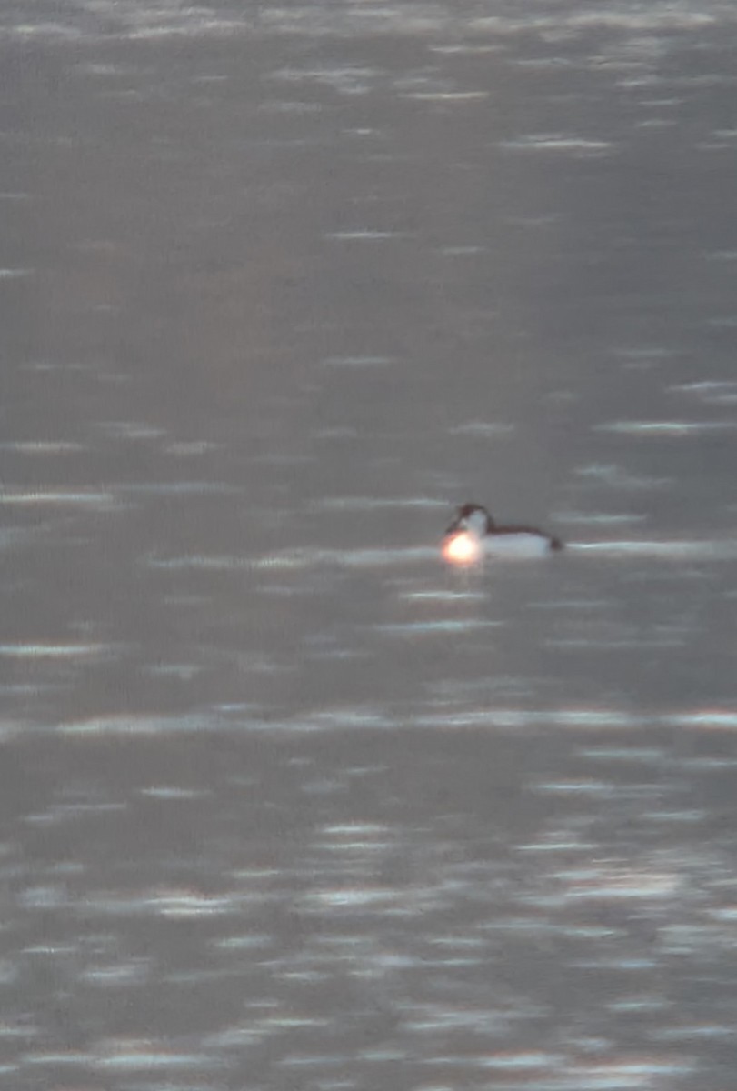 Bufflehead x Common Goldeneye (hybrid) - ML629385317