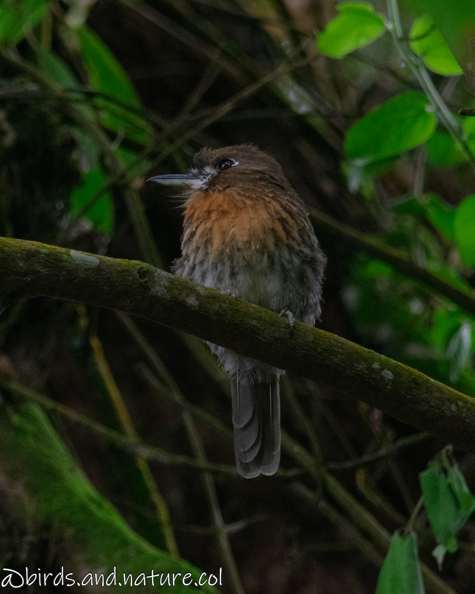 Moustached Puffbird - ML629385460