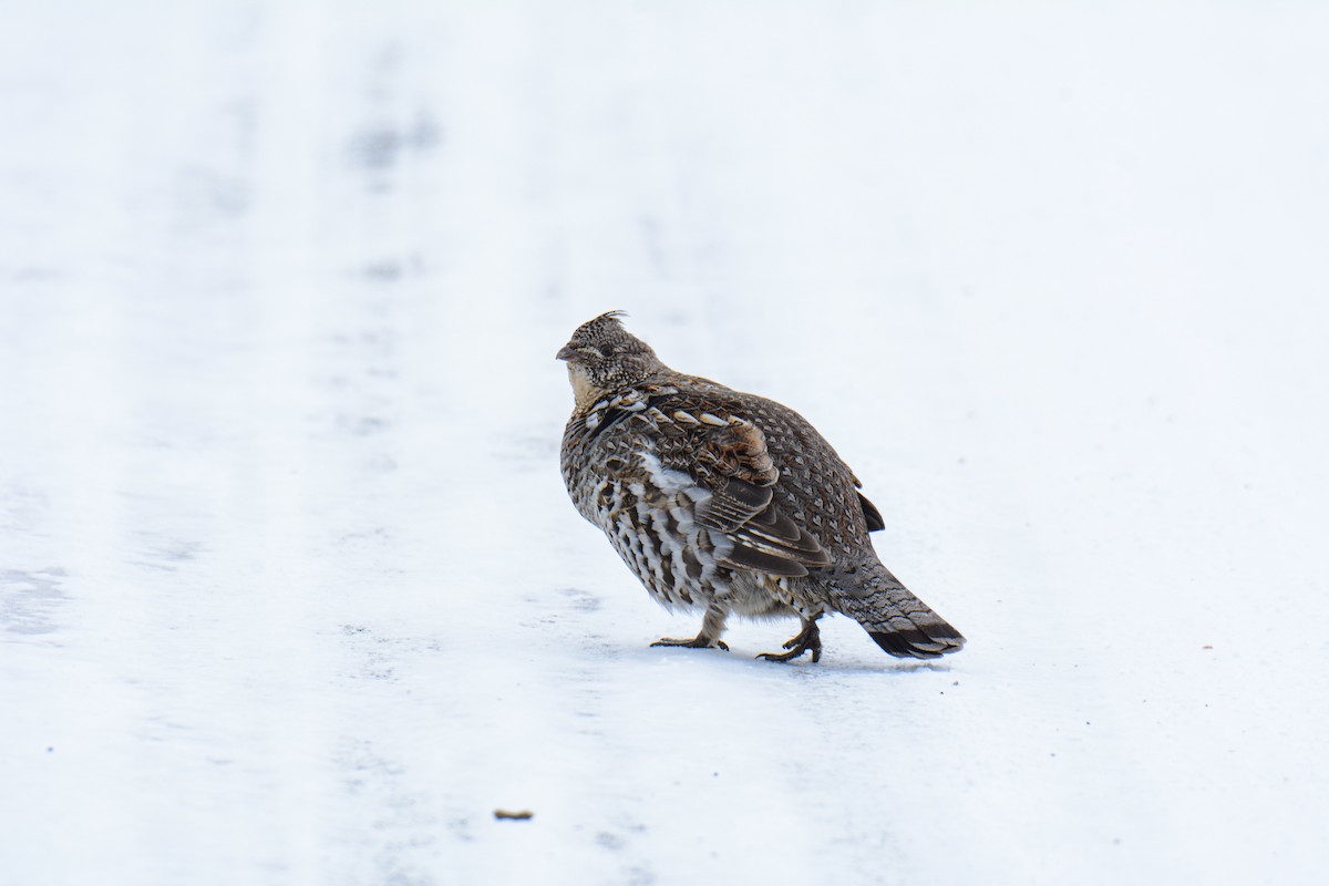Ruffed Grouse - ML629385742