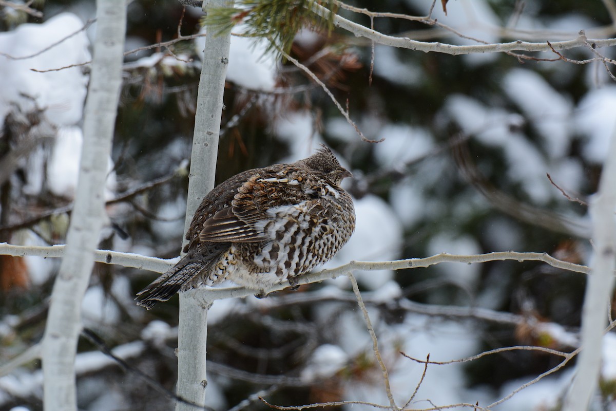 Ruffed Grouse - ML629385743