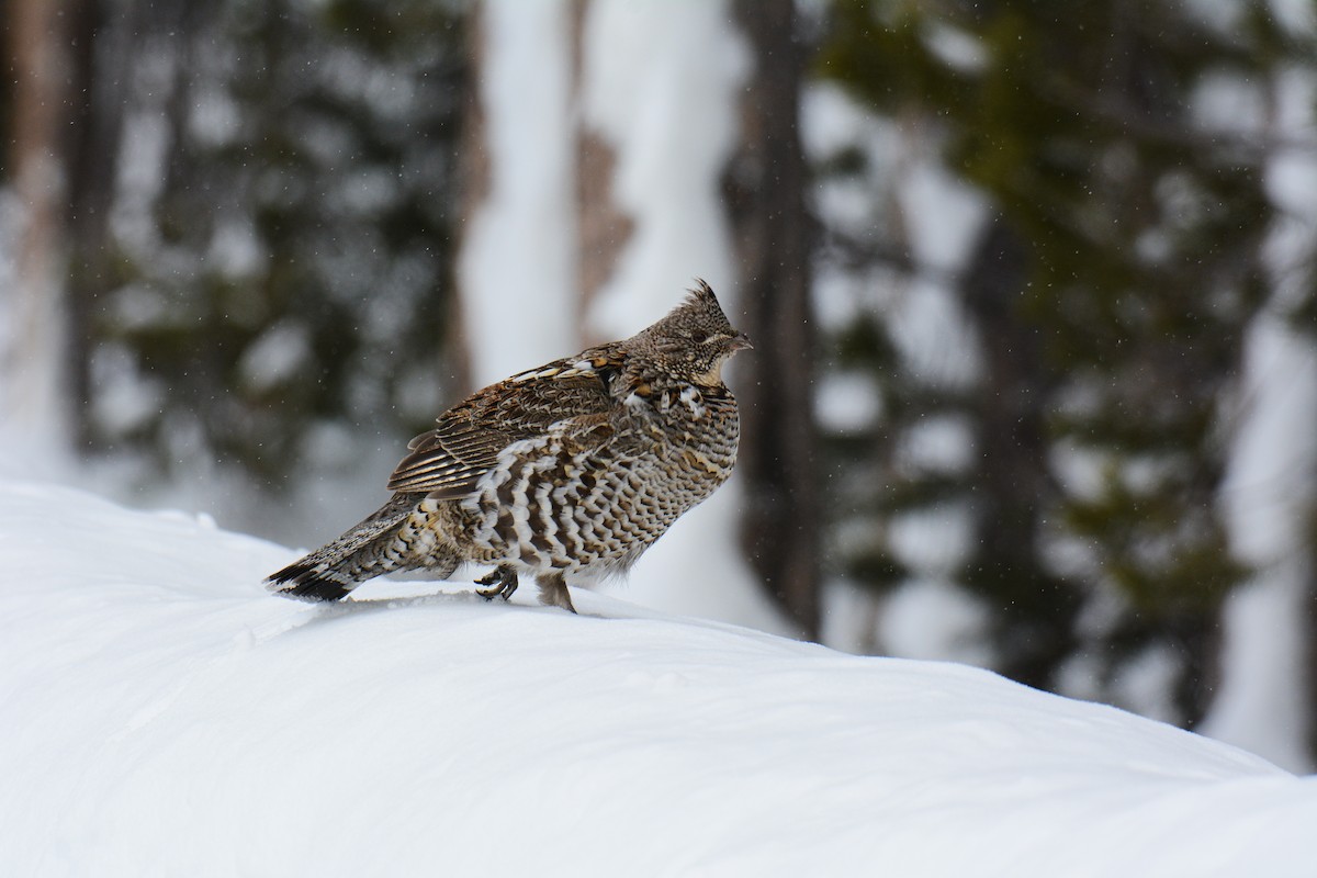 Ruffed Grouse - ML629385744