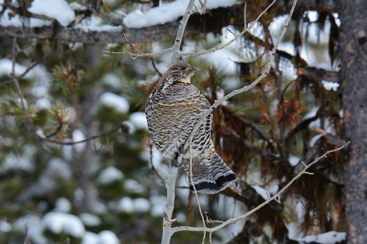 Ruffed Grouse - ML629385745