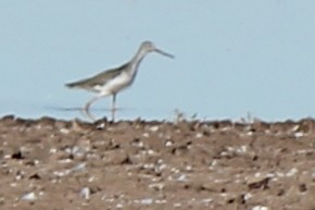 Greater Yellowlegs - ML629385846