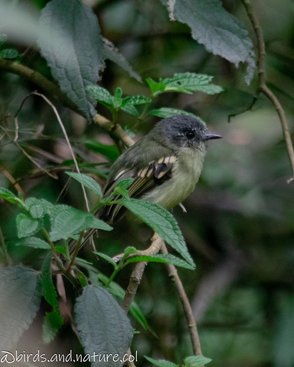 Slaty-capped Flycatcher - ML629385882
