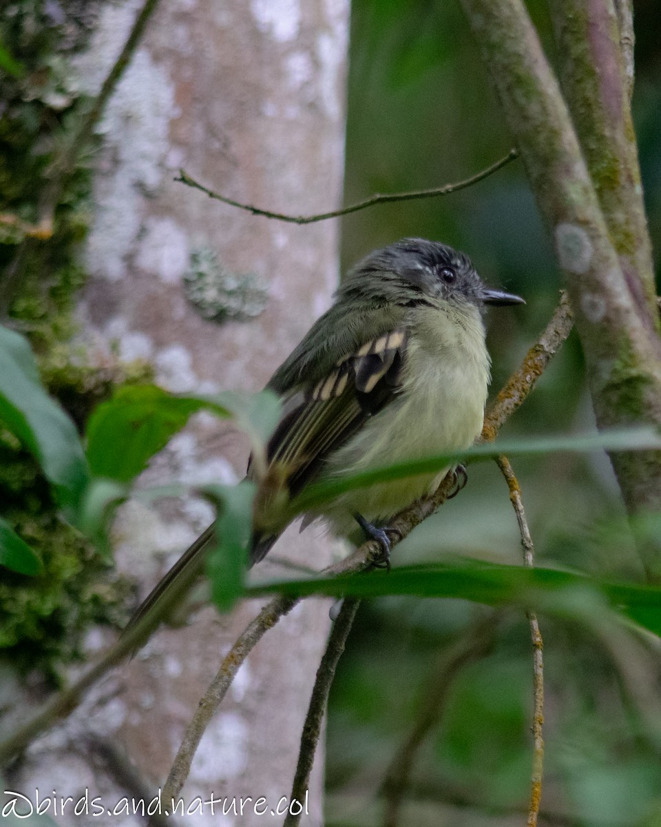 Slaty-capped Flycatcher - ML629385883