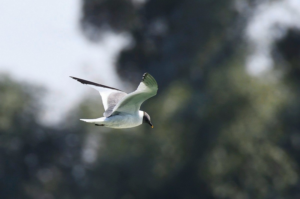 Sabine's Gull - ML629385892