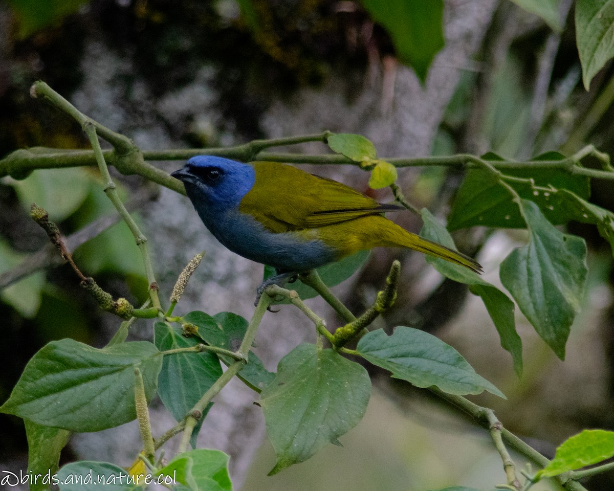Blue-capped Tanager - ML629385951