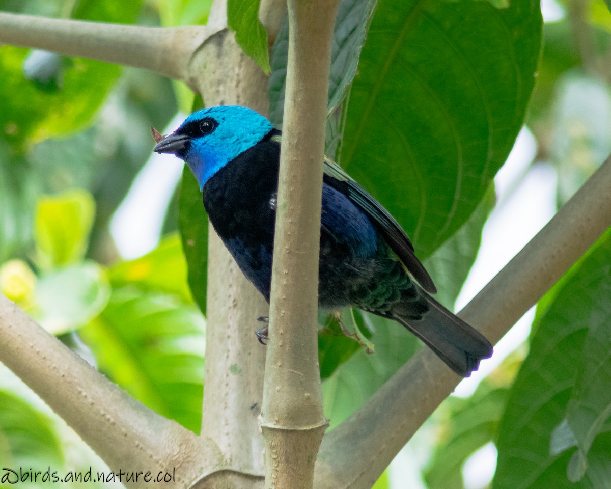 Blue-necked Tanager - ML629386064