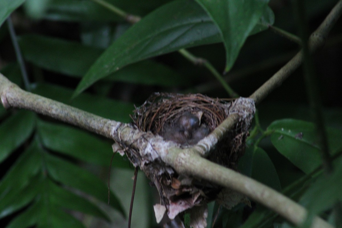 Araripe Manakin - ML629386185