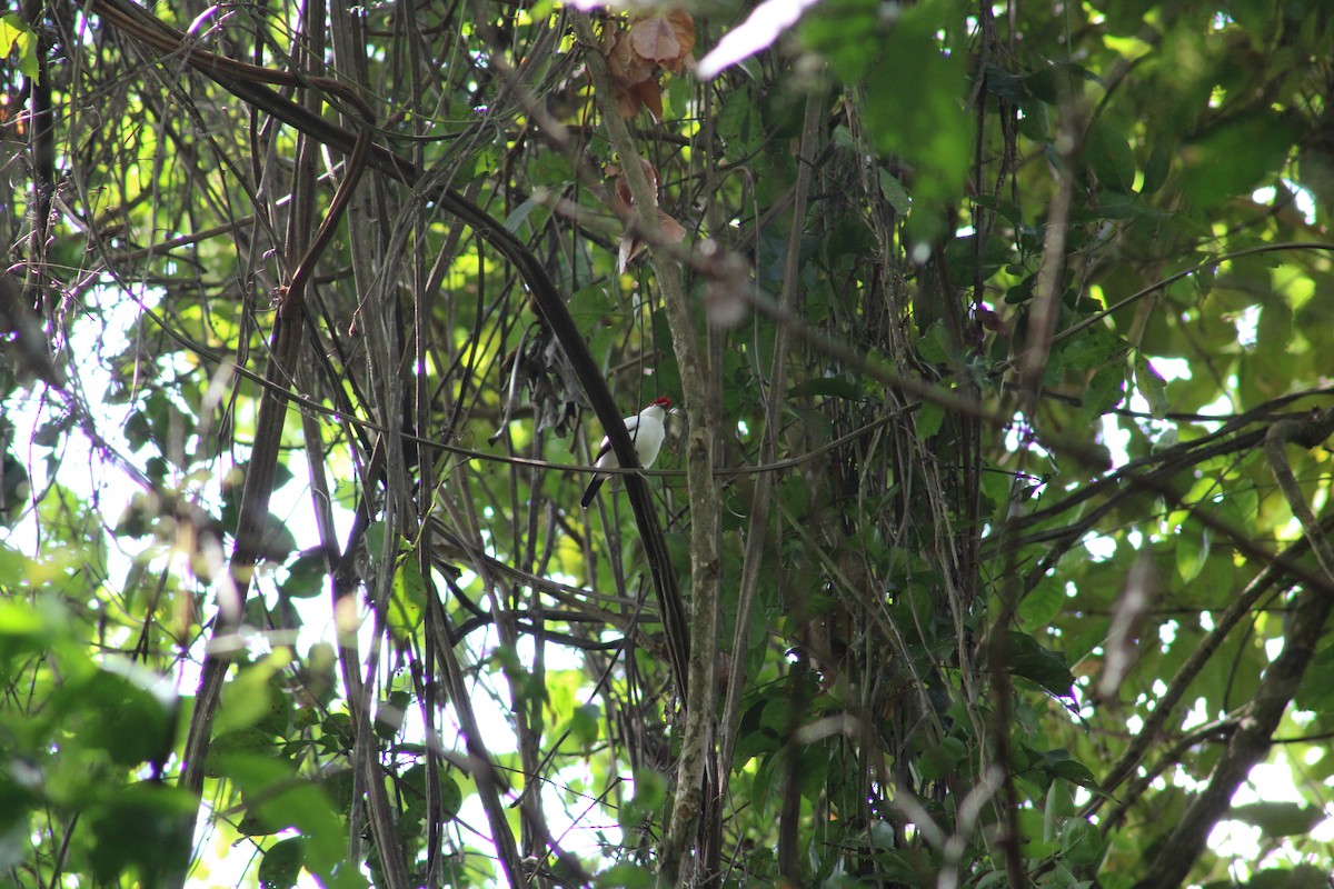 Araripe Manakin - ML629386186