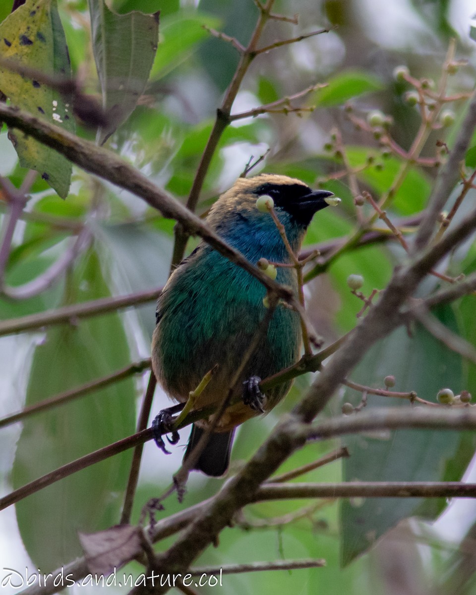 Metallic-green Tanager - ML629386284