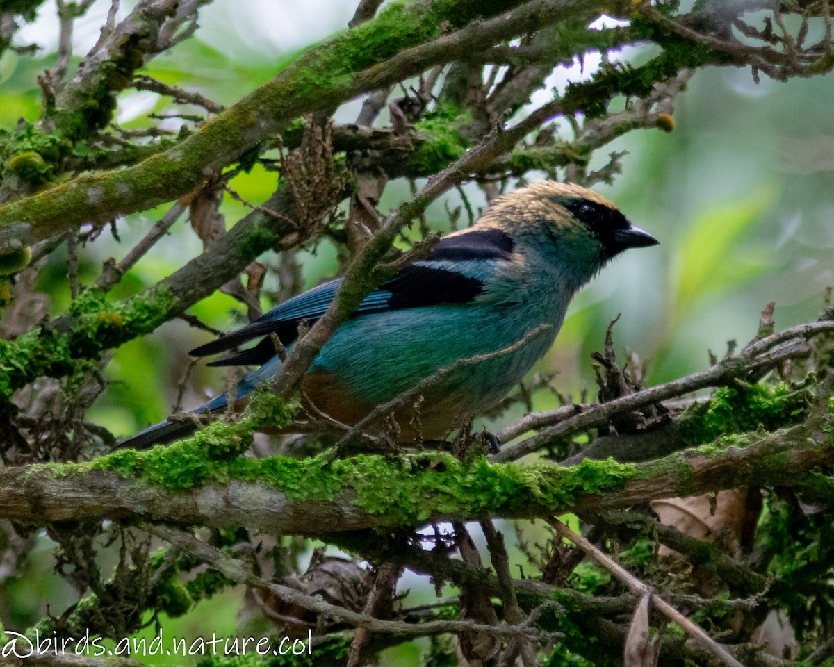 Metallic-green Tanager - ML629386285