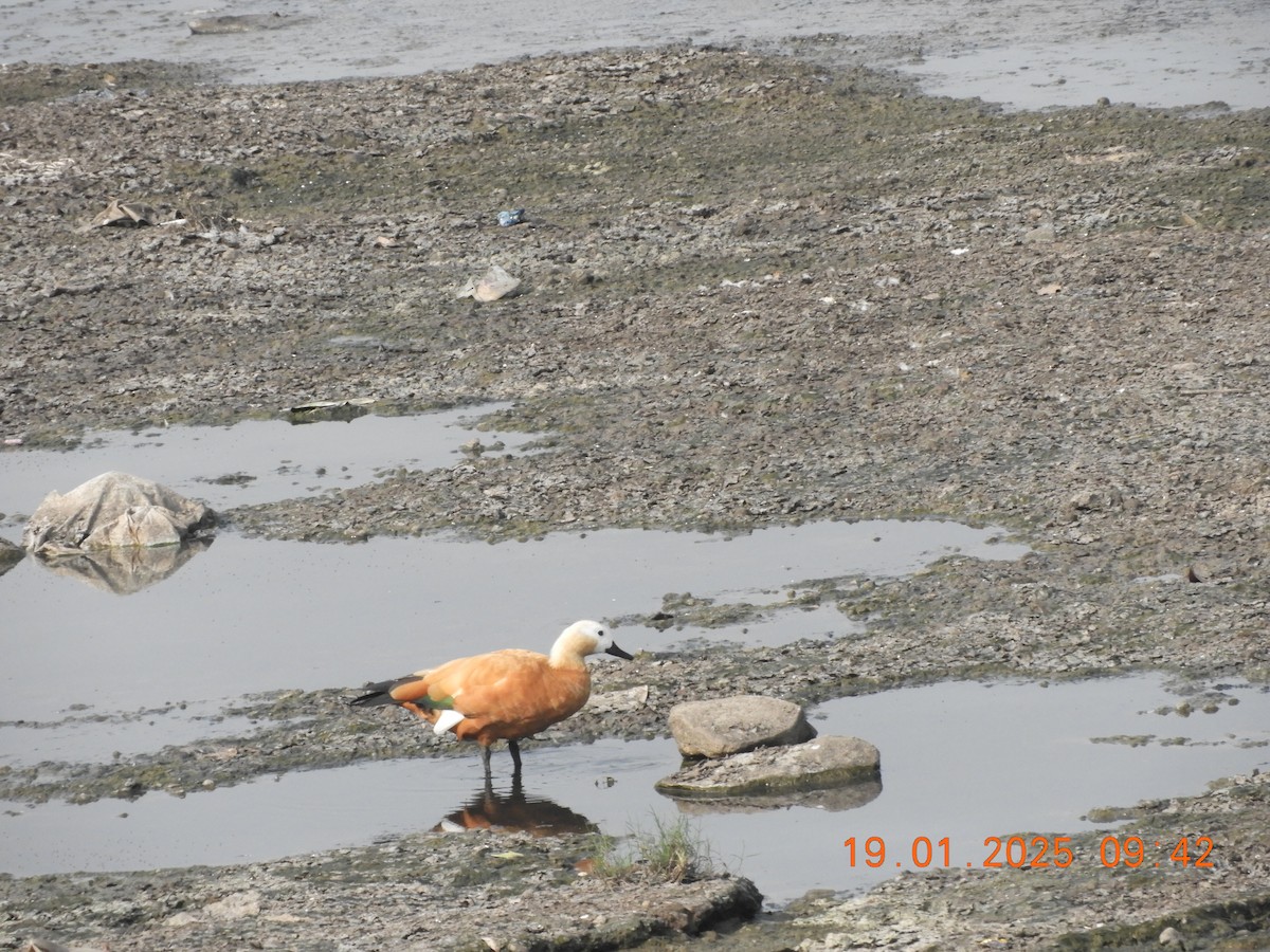 Хондон ангир - ML629386404