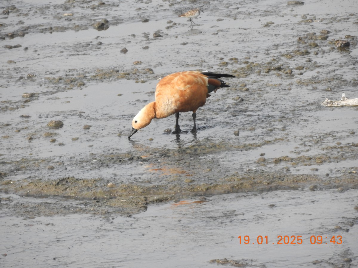 Хондон ангир - ML629386408